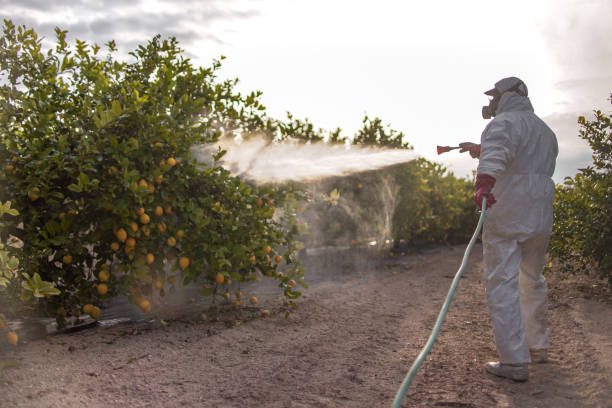 Best Local Pest Control Services  in Jesup, GA