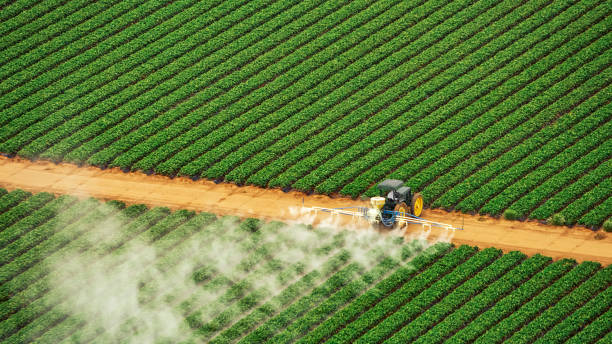Wasp Removal Services in Jesup, GA