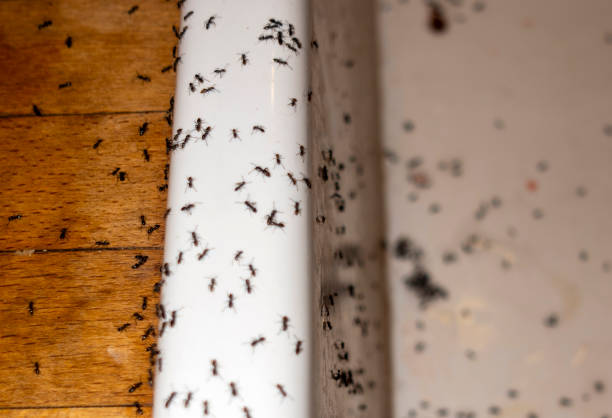 Best Wildlife Control Services  in Jesup, GA