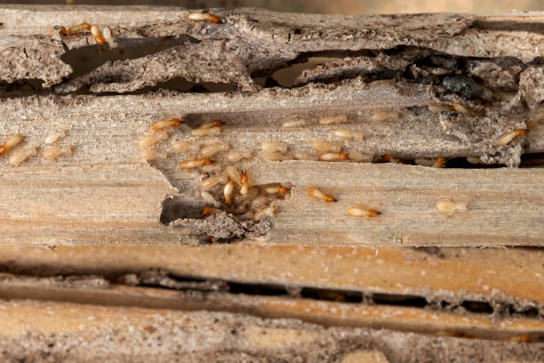 Best Exterminator Services  in Jesup, GA