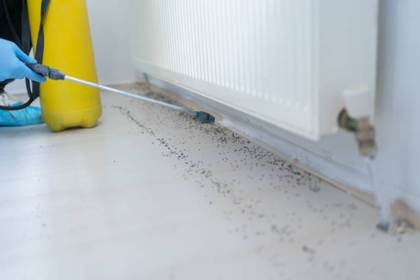 Best Wasp Removal Services  in Jesup, GA